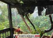 Curah Hujan Tinggi Dan Angin Kencang, Satu Rumah di Jampu -Jampu Tertimpa Pohon