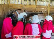 Keseruan Siswa Nabigh Akademik Ke Peternakan Kambing Tessiabeng