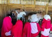 Keseruan Siswa Nabigh Akademik Ke Peternakan Kambing Tessiabeng
