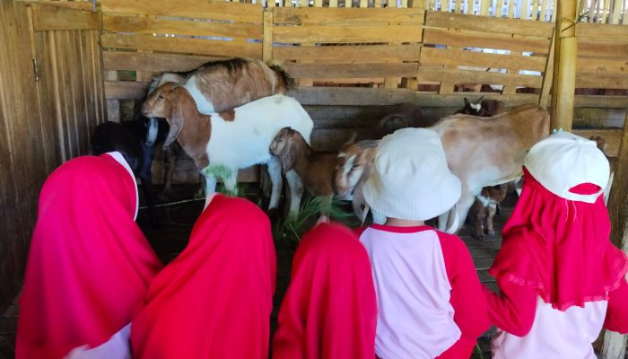 Keseruan Siswa Nabigh Akademik Ke Peternakan Kambing Tessiabeng