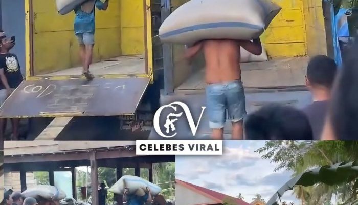 Viral di Medsos Lomba Pikul Jagung Naik Ke Truk