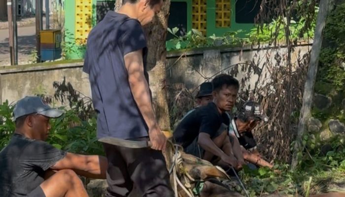 Perdana, Kemenhaj Soppeng Berkurban Dua Ekor Sapi