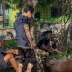 Perdana, Kemenhaj Soppeng Berkurban Dua Ekor Sapi