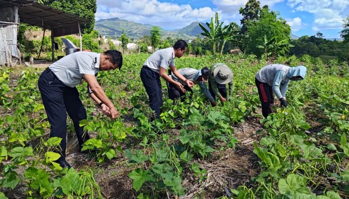 Balik Jeruji Menuju Swasembada: Warga Binaan Rutan Watansoppeng Sukses Panen Kacang Hijau