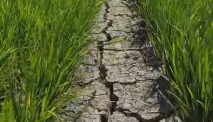 Bencana Kekeringan Hantam Soppeng: 3.500 Hektare Sawah Terancam Gagal Panen