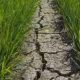Bencana Kekeringan Hantam Soppeng: 3.500 Hektare Sawah Terancam Gagal Panen